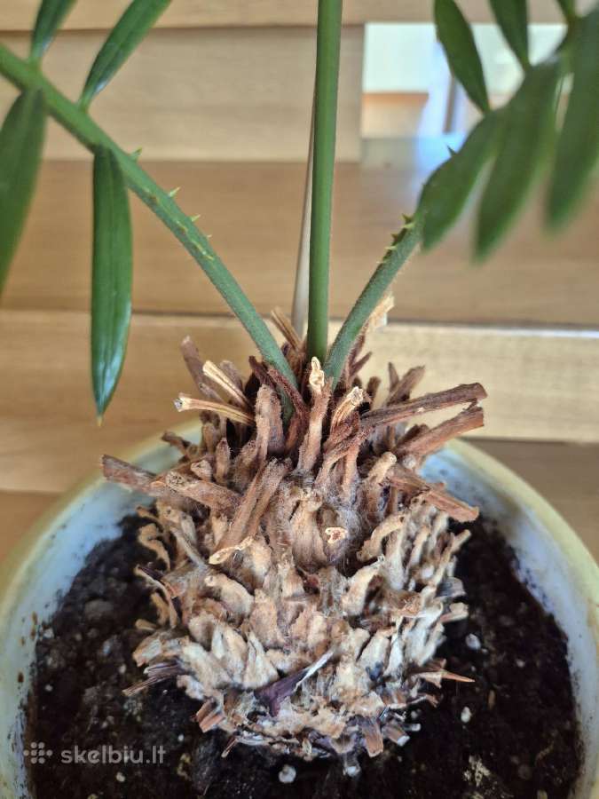 Kambarine gele"cikus"-palme. - nuotraukos Nr. 3