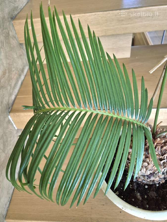 Kambarine gele"cikus"-palme. - nuotraukos Nr. 4