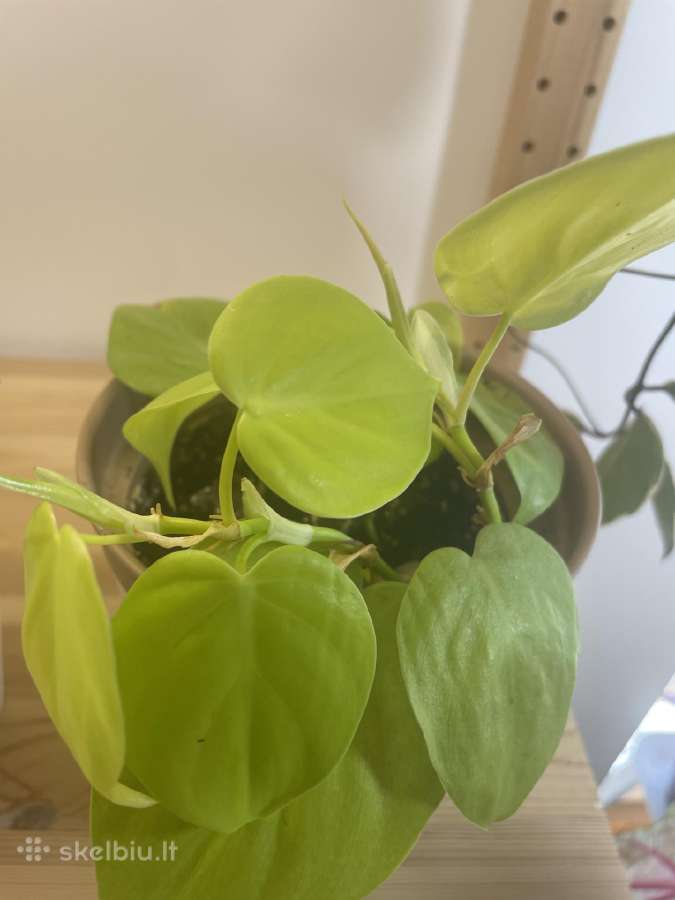 Filodendras Limon Lime - nuotraukos Nr. 2