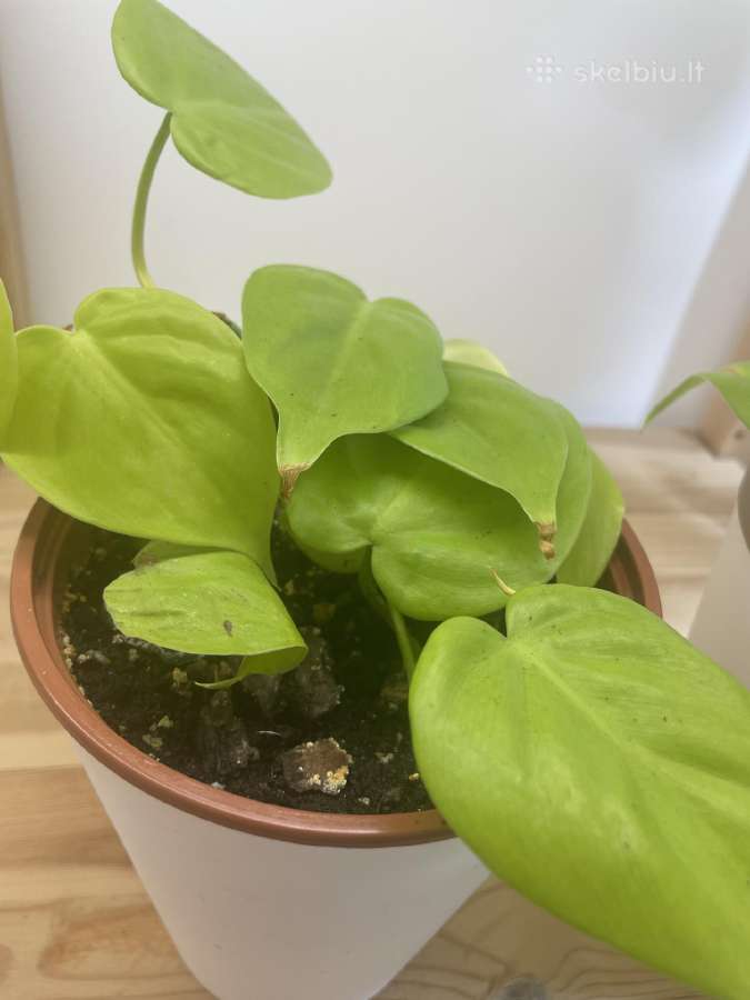 Filodendras Limon Lime - nuotraukos Nr. 3