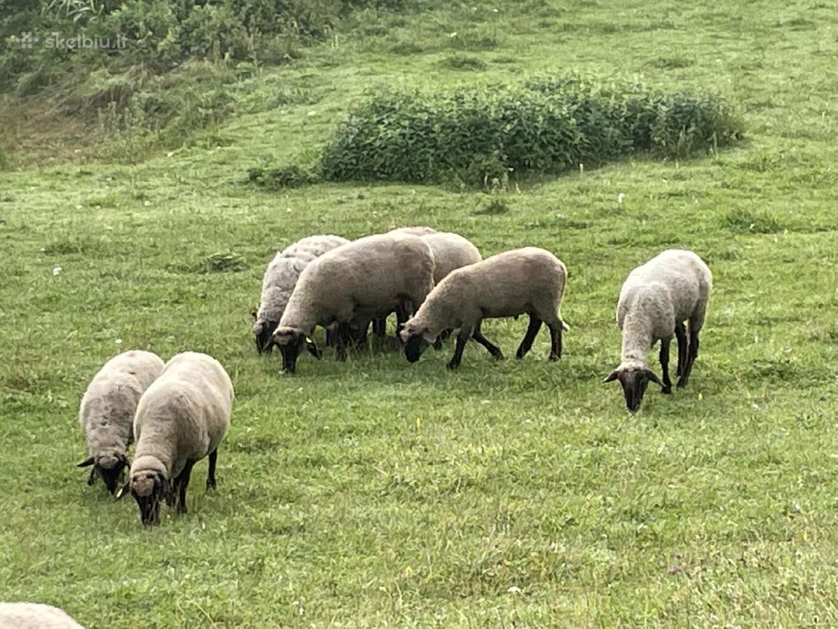 Parduodamos avys - nuotraukos Nr. 2