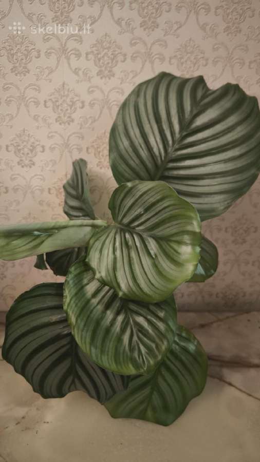 Calathea Orbifolia Kalateja - nuotraukos Nr. 2