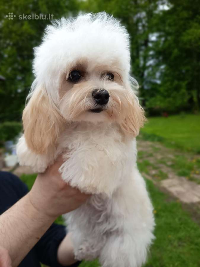 Maltipoo mergaites - nuotraukos Nr. 2