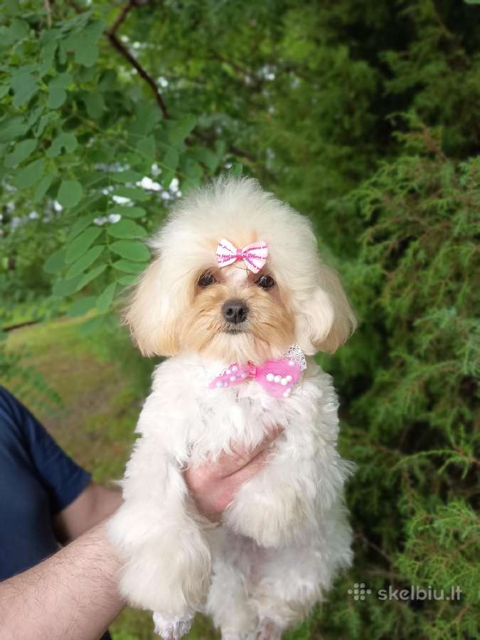 Maltipoo mergaites - nuotraukos Nr. 3