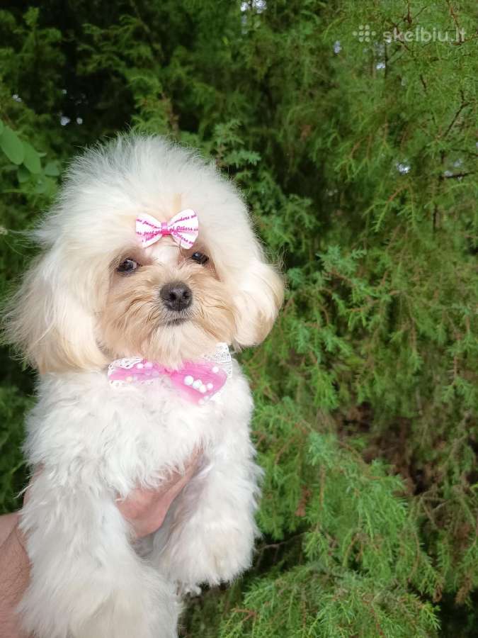 Maltipoo mergaites - nuotraukos Nr. 4