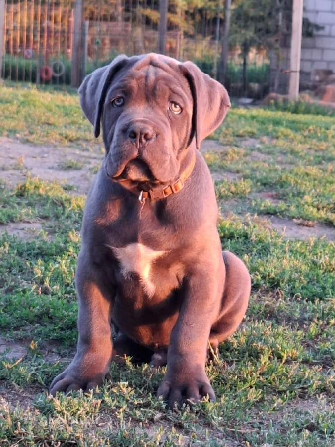 Cane Corso šuniukai su Ksu/fci dokumentais - nuotraukos Nr. 2