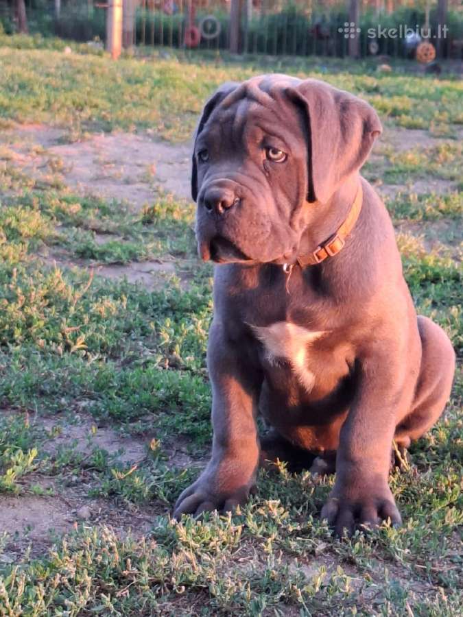 Cane Corso šuniukai su Ksu/fci dokumentais - nuotraukos Nr. 7