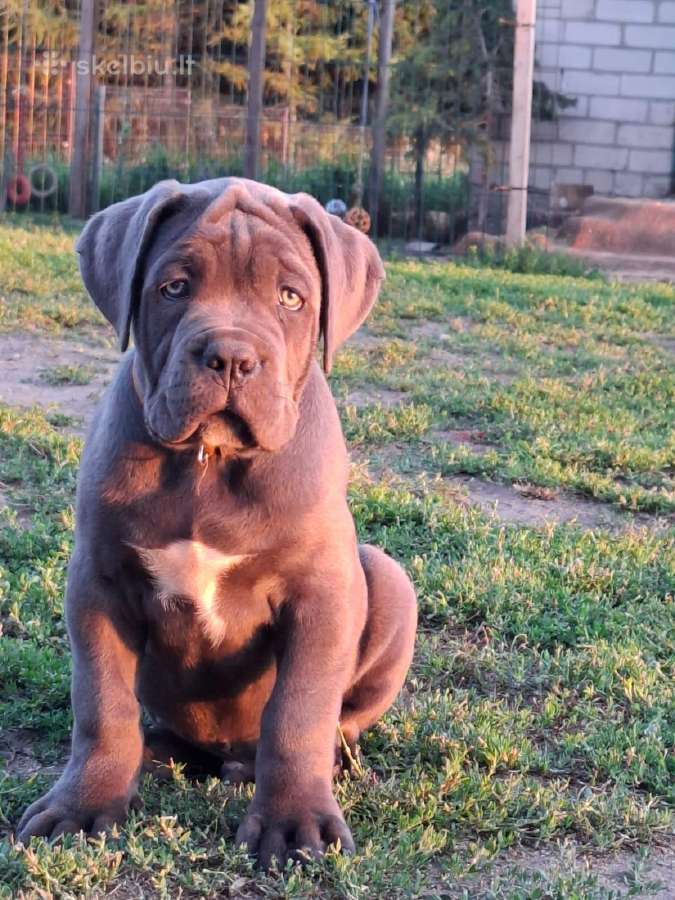 Cane Corso šuniukai su Ksu/fci dokumentais - nuotraukos Nr. 8