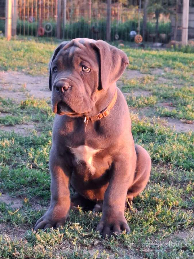 Cane Corso šuniukai su Ksu/fci dokumentais - nuotraukos Nr. 9