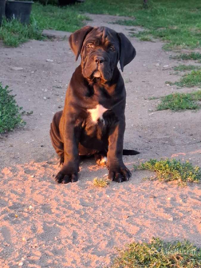 Cane Corso šuniukai su Ksu/fci dokumentais - nuotraukos Nr. 10