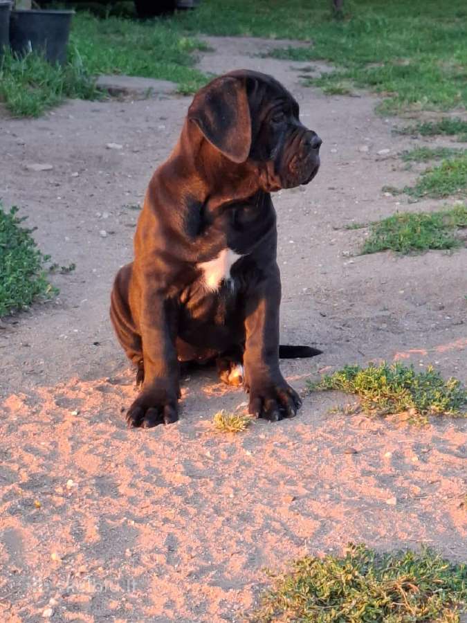 Cane Corso šuniukai su Ksu/fci dokumentais - nuotraukos Nr. 11
