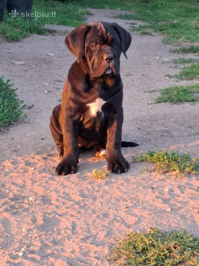 Cane Corso šuniukai su Ksu/fci dokumentais - nuotraukos Nr. 12
