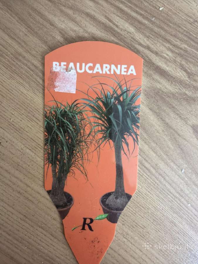 Beaucarnea - nuotraukos Nr. 2