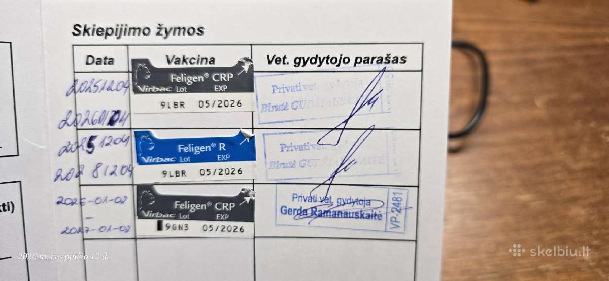 Katytė Mango ieško naujų namų - nuotraukos Nr. 6