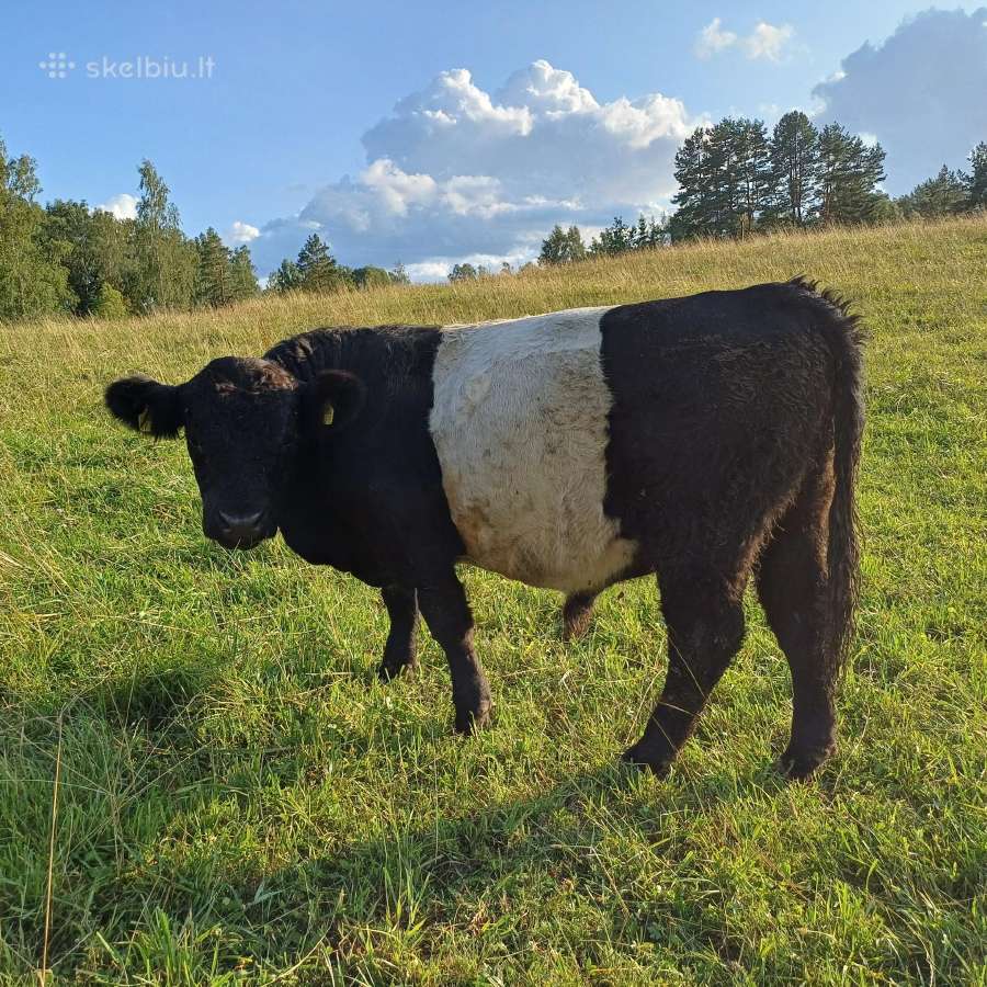 Galloway (galovėjai) veislės buliukai - nuotraukos Nr. 2