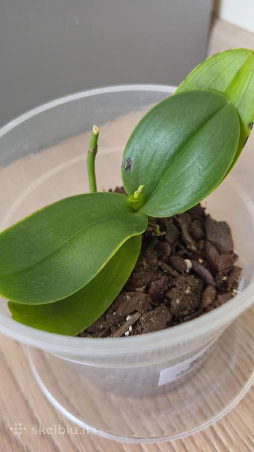 Orchidėja - nuotraukos Nr. 2
