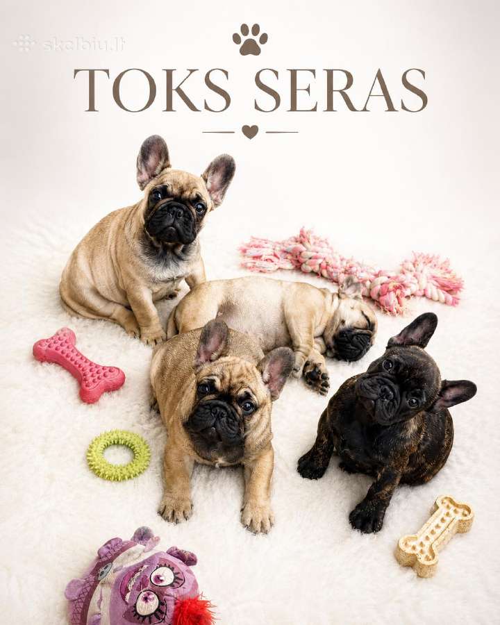 Veislynas Toks Seras turime mažyliu - nuotraukos Nr. 3