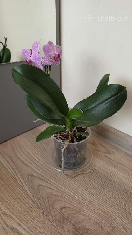 Orchidėja - nuotraukos Nr. 2