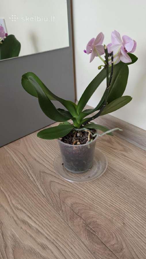 Orchidėja - nuotraukos Nr. 3