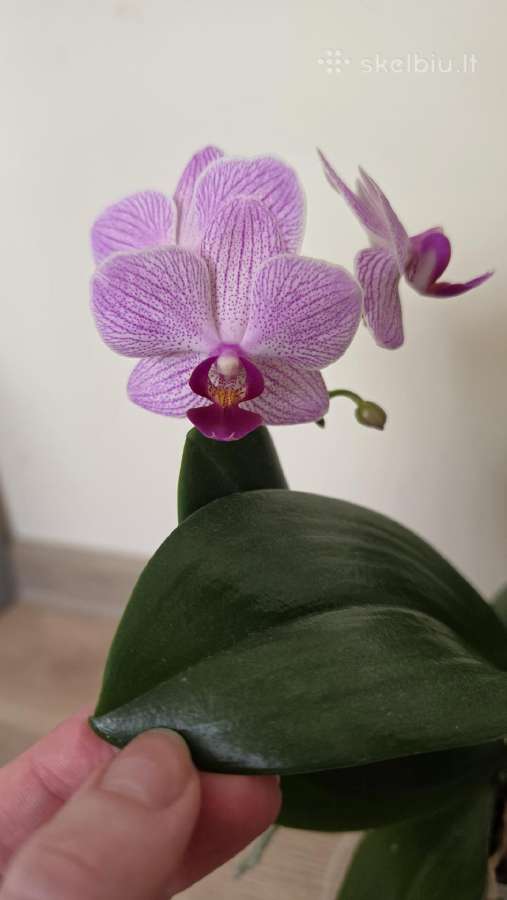 Orchidėja - nuotraukos Nr. 4