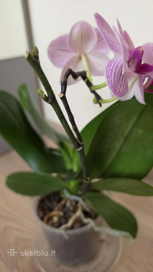 Orchidėja - nuotraukos Nr. 5