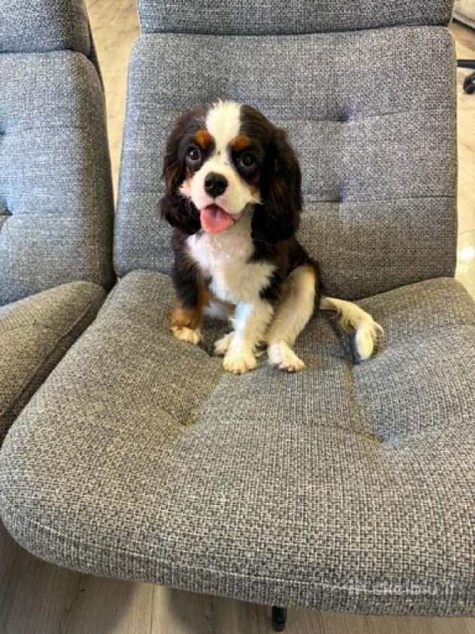 Kavalieriaus karaliaus Karolio spanieliukai - nuotraukos Nr. 4