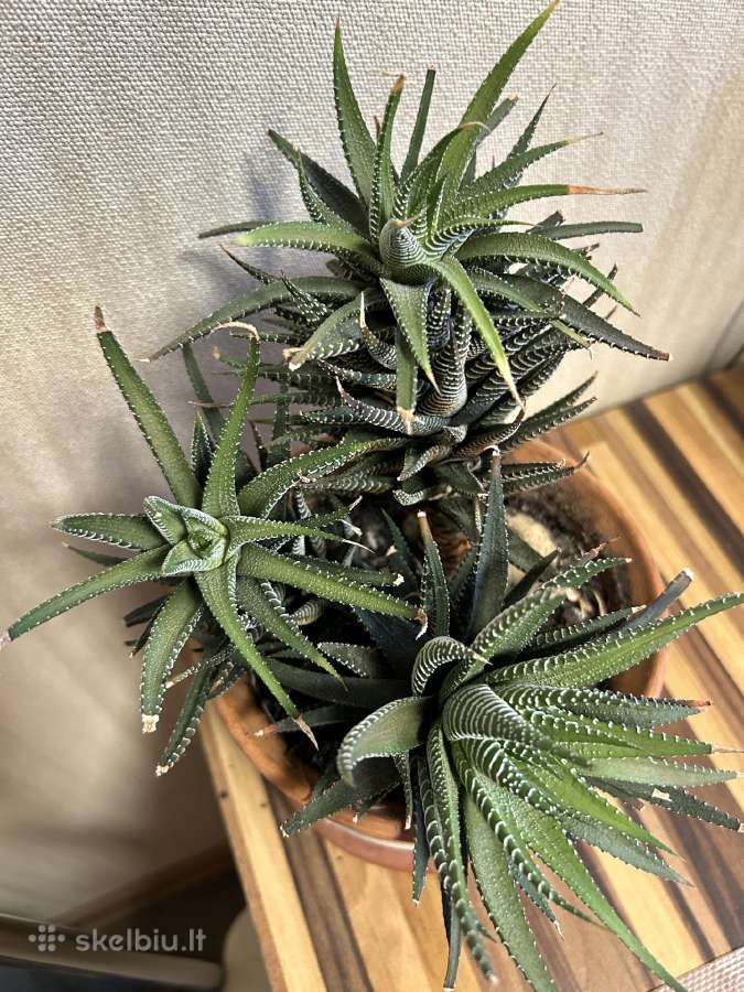 Didelė Haworthia - nuotraukos Nr. 2