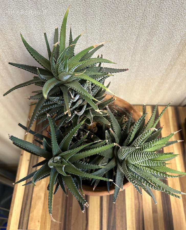 Didelė Haworthia - nuotraukos Nr. 3