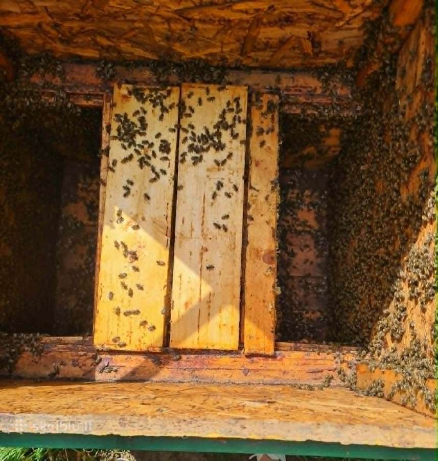 Bičių šeimos su aviliais - nuotraukos Nr. 8