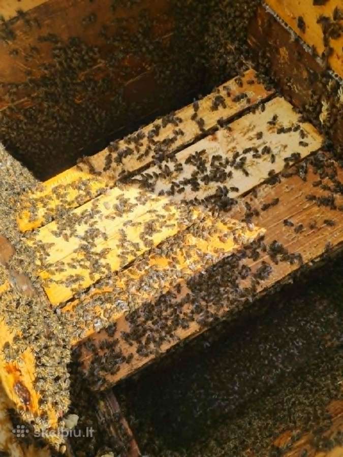 Bičių šeimos su aviliais - nuotraukos Nr. 9