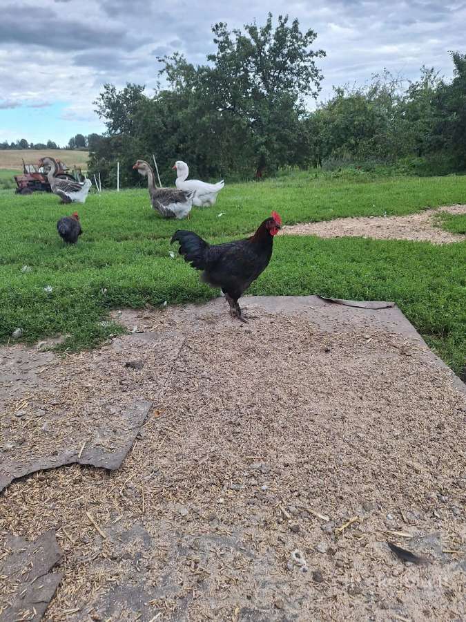 Parduodu Žalvarinius ir sidabrinius Maranus - nuotraukos Nr. 2