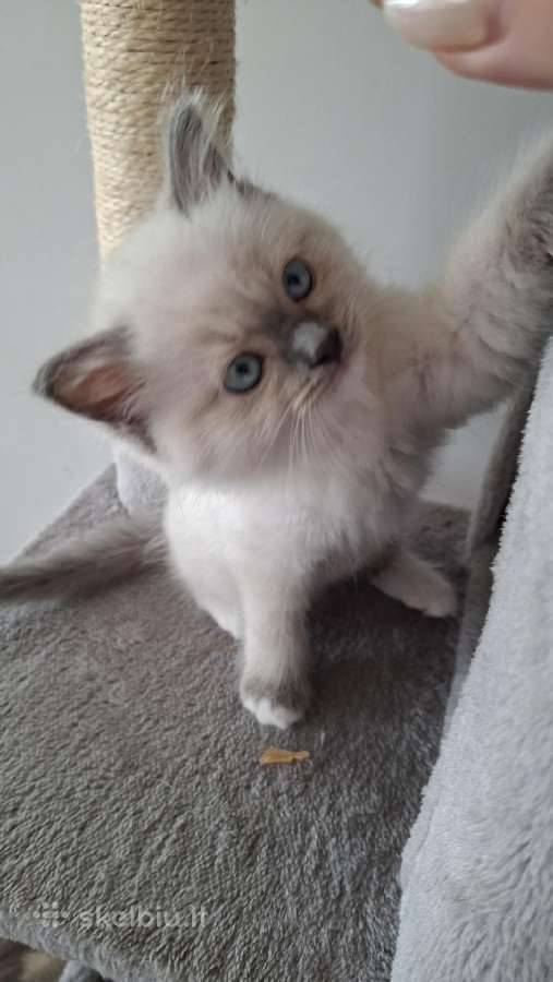 Ragdoll veislės kačiukai - nuotraukos Nr. 2