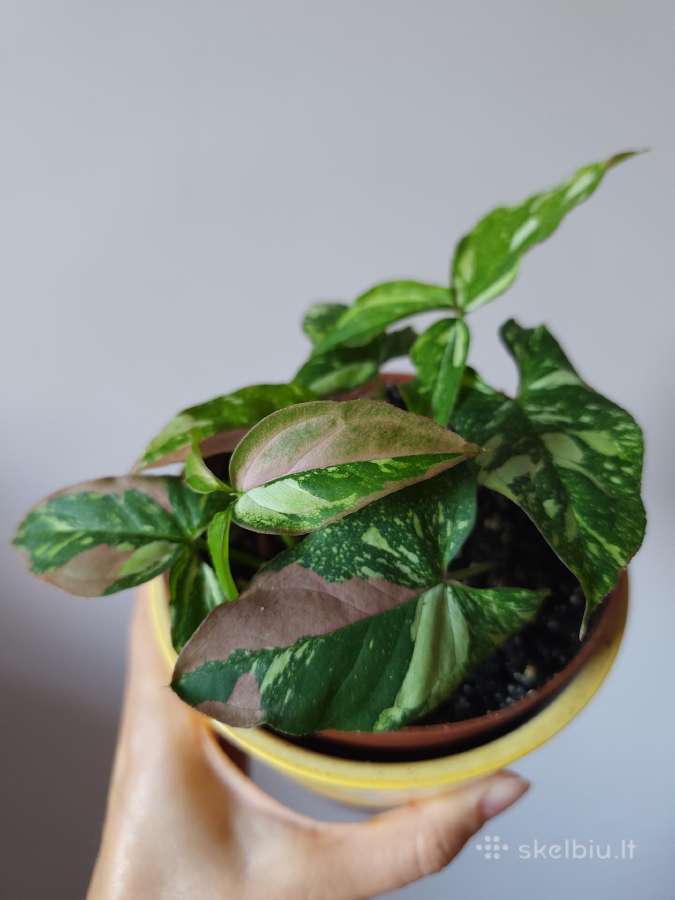 Parduodu gėles - nuotraukos Nr. 9