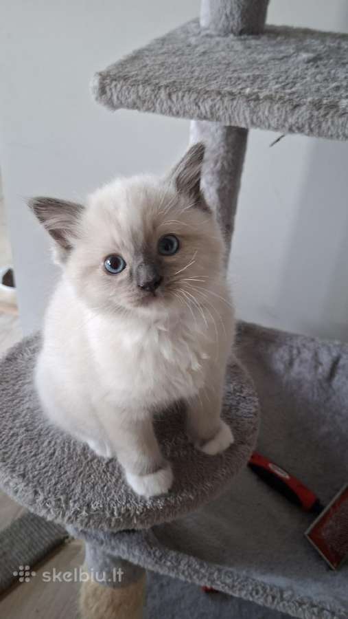 Ragdoll veislės kačiukai - nuotraukos Nr. 3