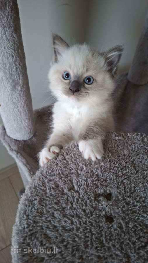 Ragdoll veislės kačiukai - nuotraukos Nr. 4