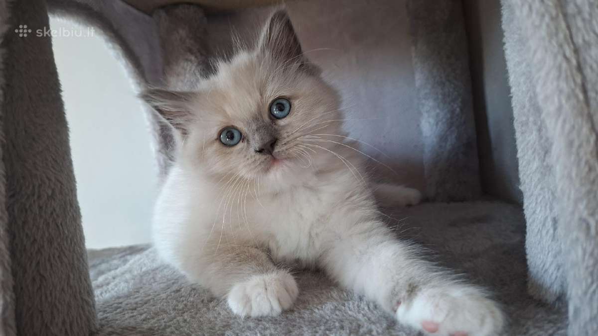 Ragdoll veislės kačiukai - nuotraukos Nr. 5