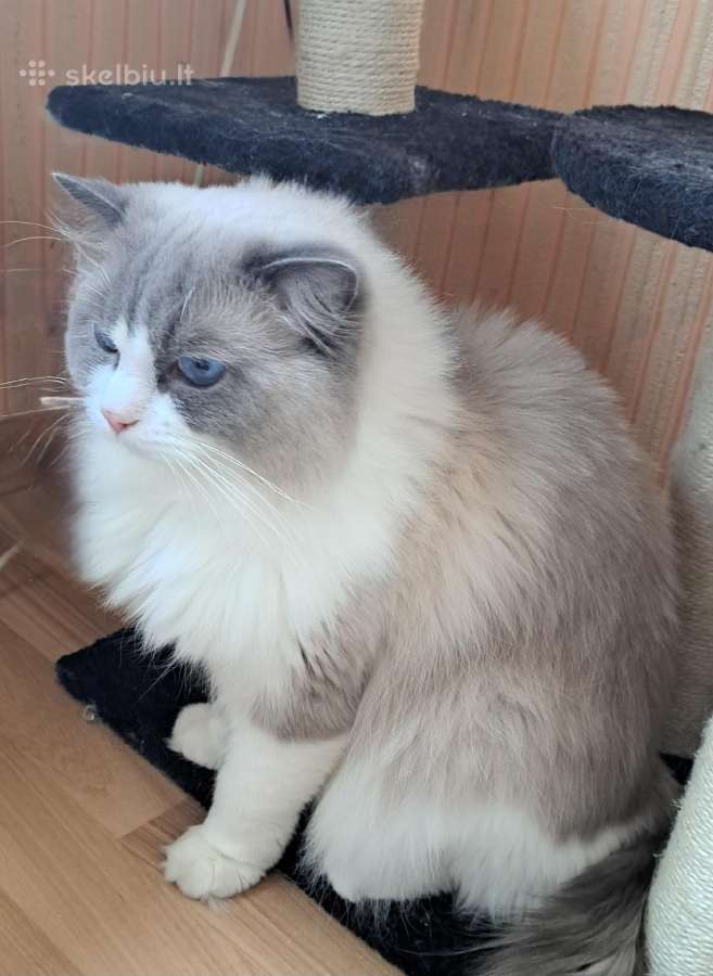 Ragdoll veislės kačiukai - nuotraukos Nr. 6