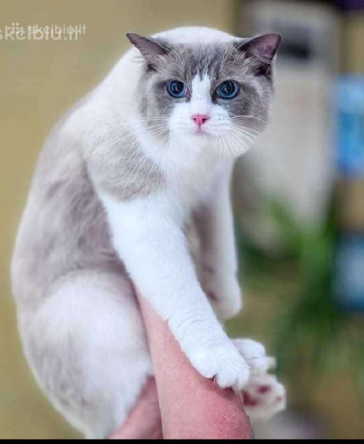 Ragdoll veislės kačiukai - nuotraukos Nr. 7