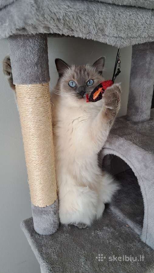 Ragdoll veislės kačiukai - nuotraukos Nr. 8