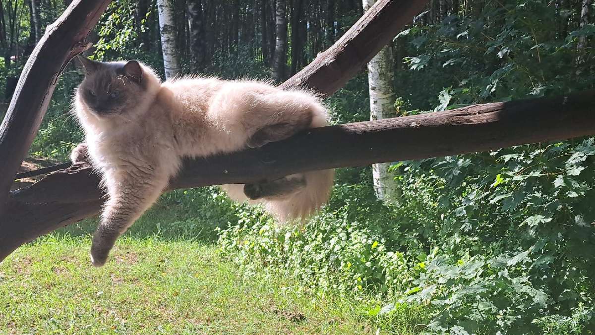Ragdoll veislės kačiukai - nuotraukos Nr. 9