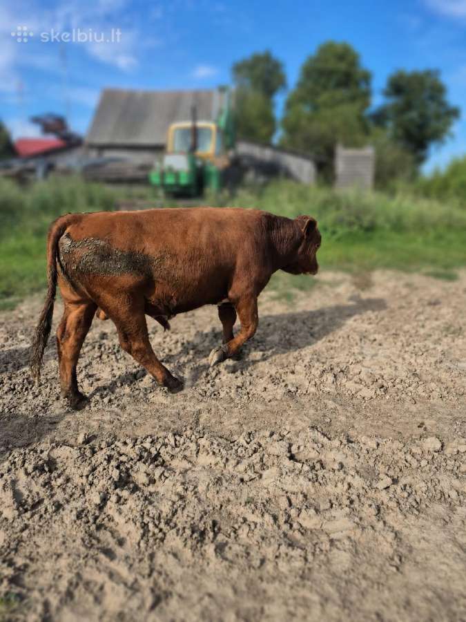 Parduodami Buliukai Iš Ekologinio Ūkio - nuotraukos Nr. 3