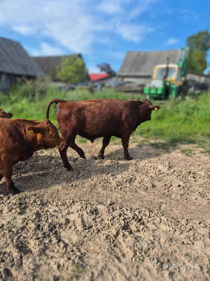 Parduodami Buliukai Iš Ekologinio Ūkio - nuotraukos Nr. 4
