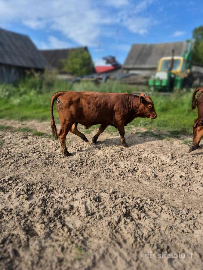 Parduodami Buliukai Iš Ekologinio Ūkio - nuotraukos Nr. 5
