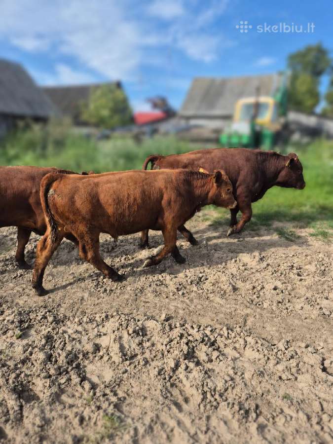Parduodami Buliukai Iš Ekologinio Ūkio - nuotraukos Nr. 2