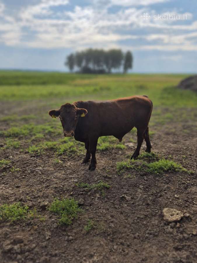 Parduodami Buliukai Iš Ekologinio Ūkio - nuotraukos Nr. 6
