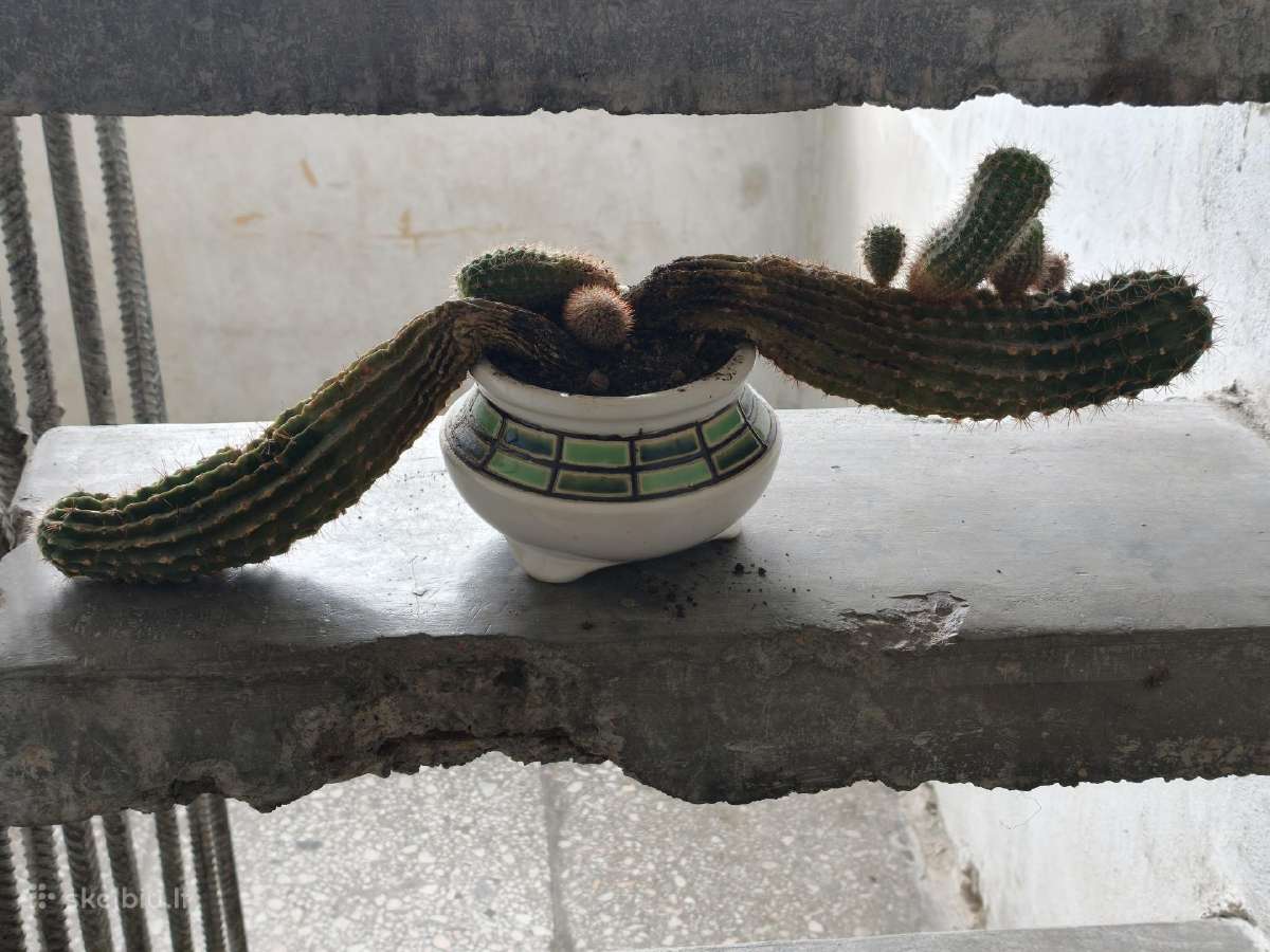 Kaktusai dovanoju / free cactuses - nuotraukos Nr. 4