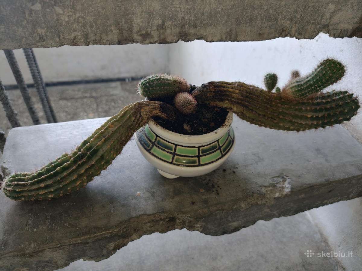 Kaktusai dovanoju / free cactuses - nuotraukos Nr. 5