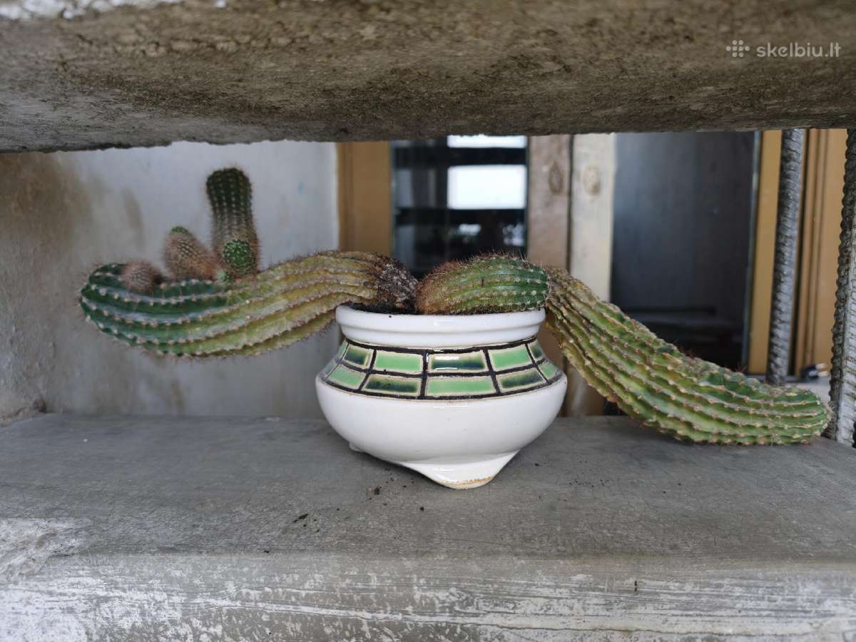 Kaktusai dovanoju / free cactuses - nuotraukos Nr. 6