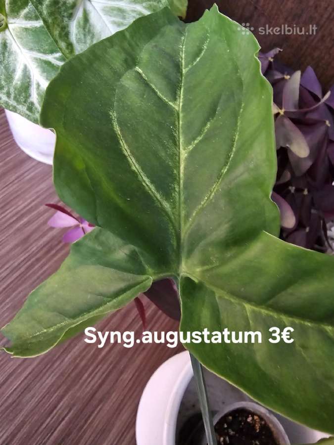 Syngoniumai - nuotraukos Nr. 9