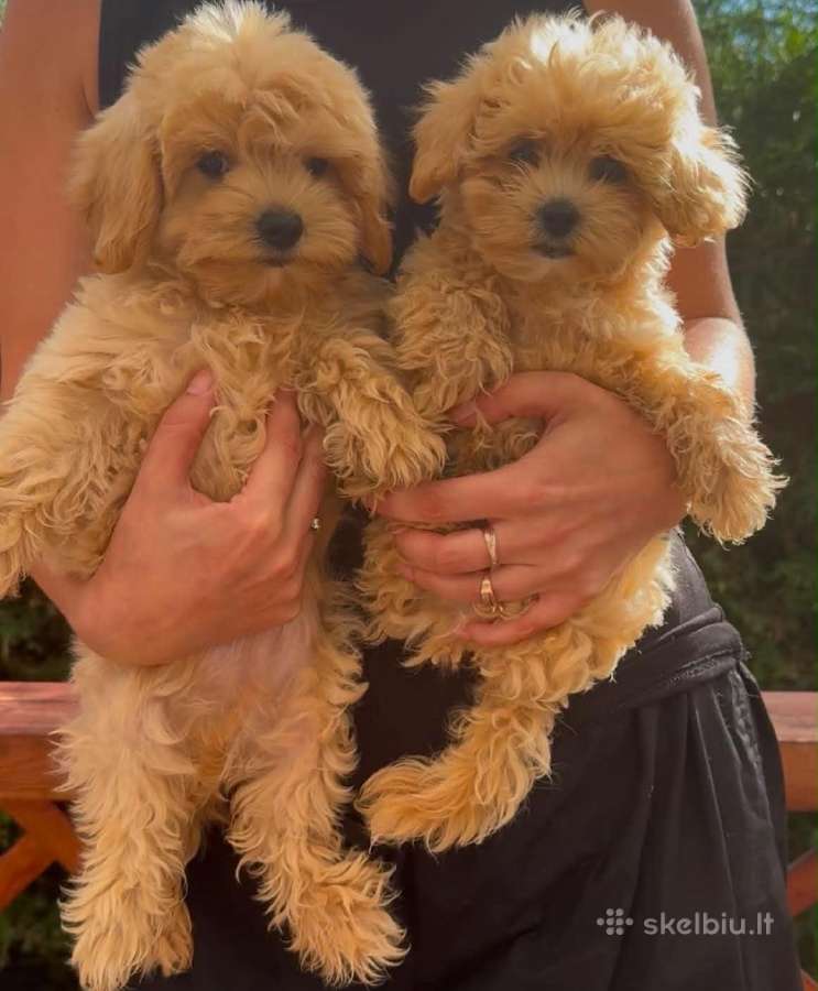Maltipoo F1 - nuotraukos Nr. 2